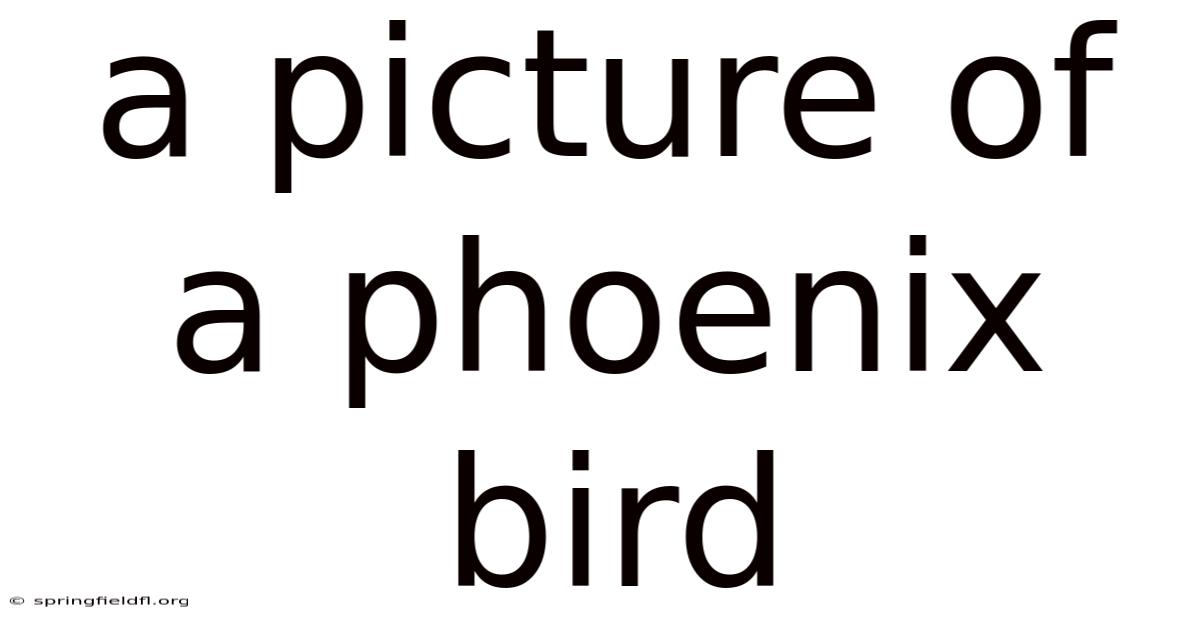 A Picture Of A Phoenix Bird