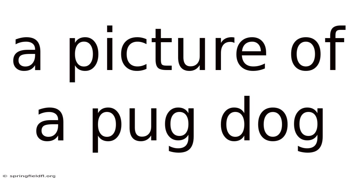 A Picture Of A Pug Dog