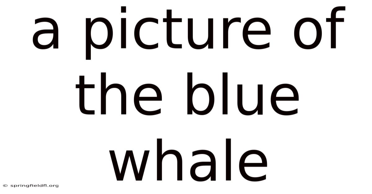 A Picture Of The Blue Whale