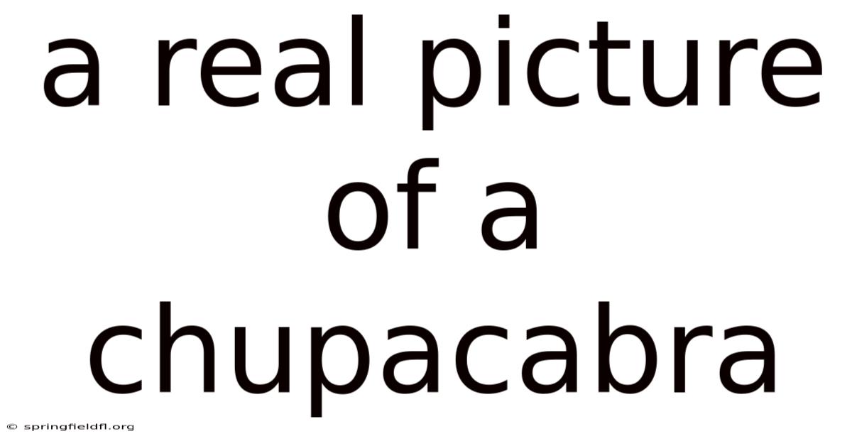 A Real Picture Of A Chupacabra