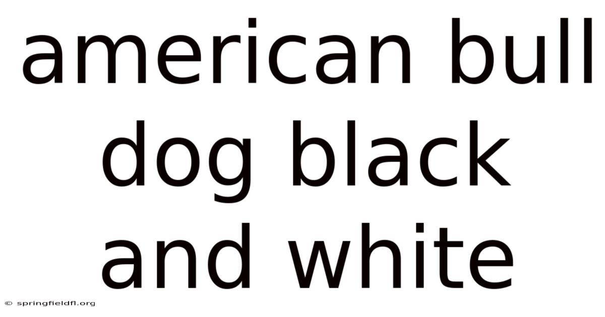 American Bull Dog Black And White