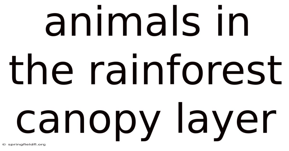 Animals In The Rainforest Canopy Layer