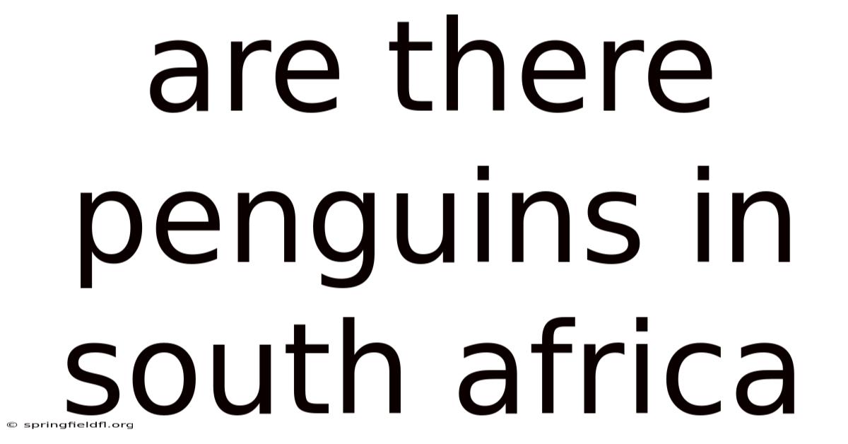 Are There Penguins In South Africa