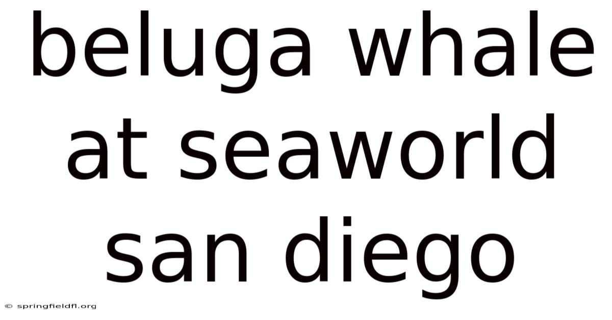 Beluga Whale At Seaworld San Diego