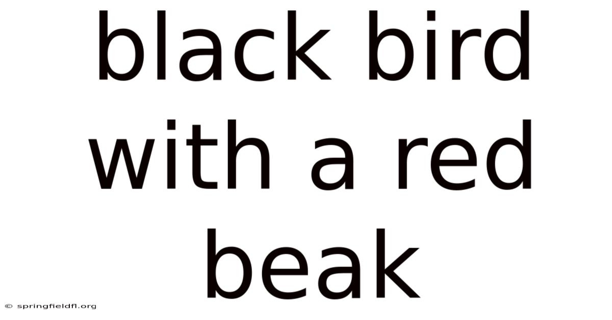 Black Bird With A Red Beak