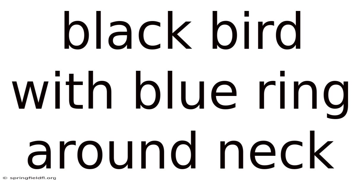 Black Bird With Blue Ring Around Neck