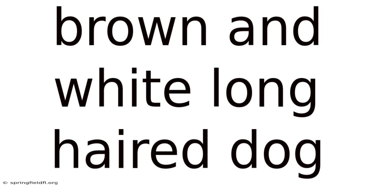 Brown And White Long Haired Dog