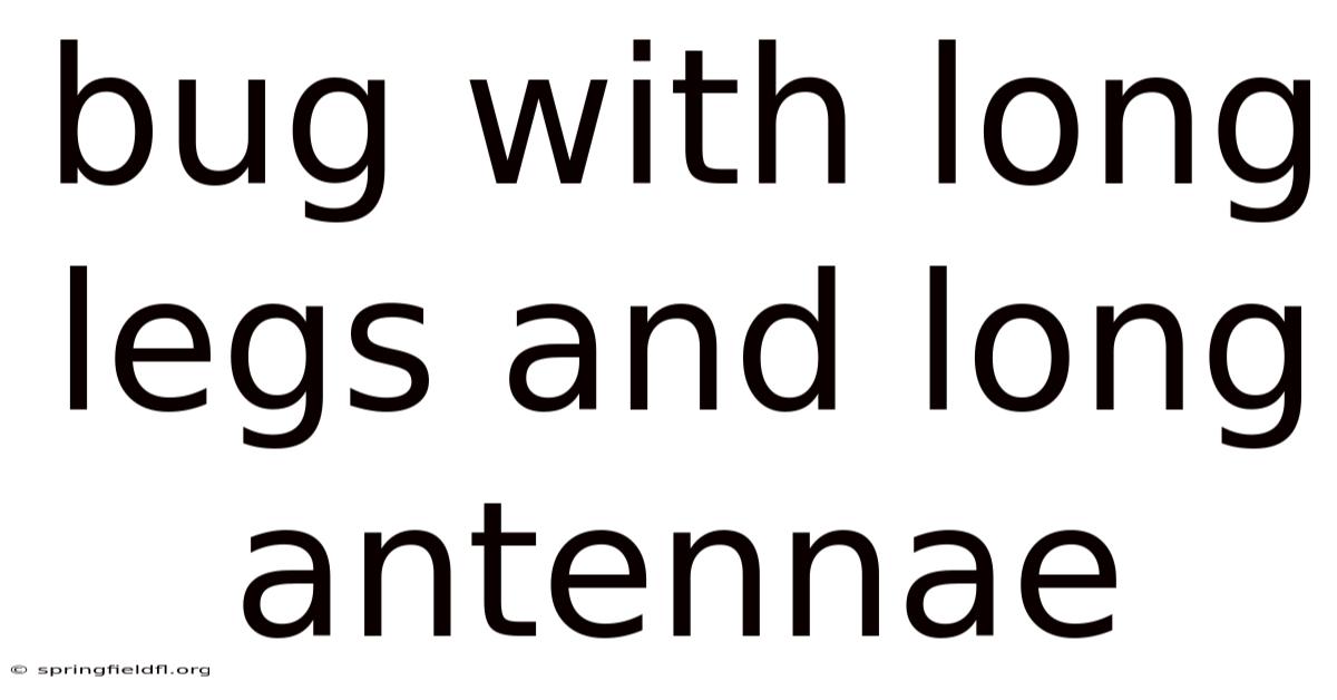 Bug With Long Legs And Long Antennae