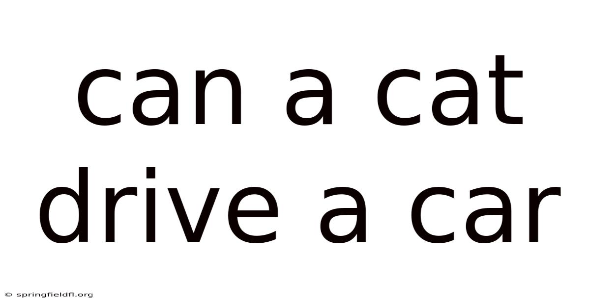 Can A Cat Drive A Car