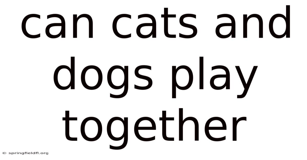 Can Cats And Dogs Play Together