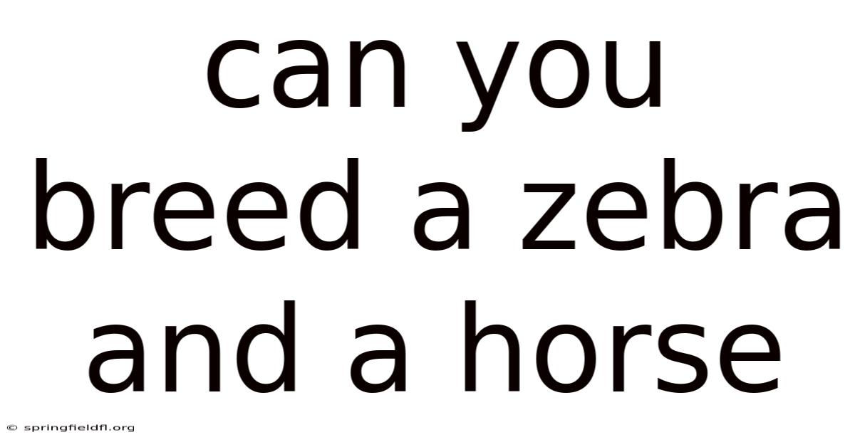 Can You Breed A Zebra And A Horse