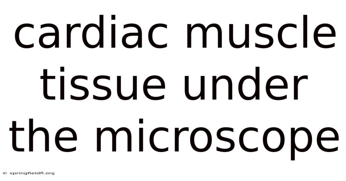 Cardiac Muscle Tissue Under The Microscope