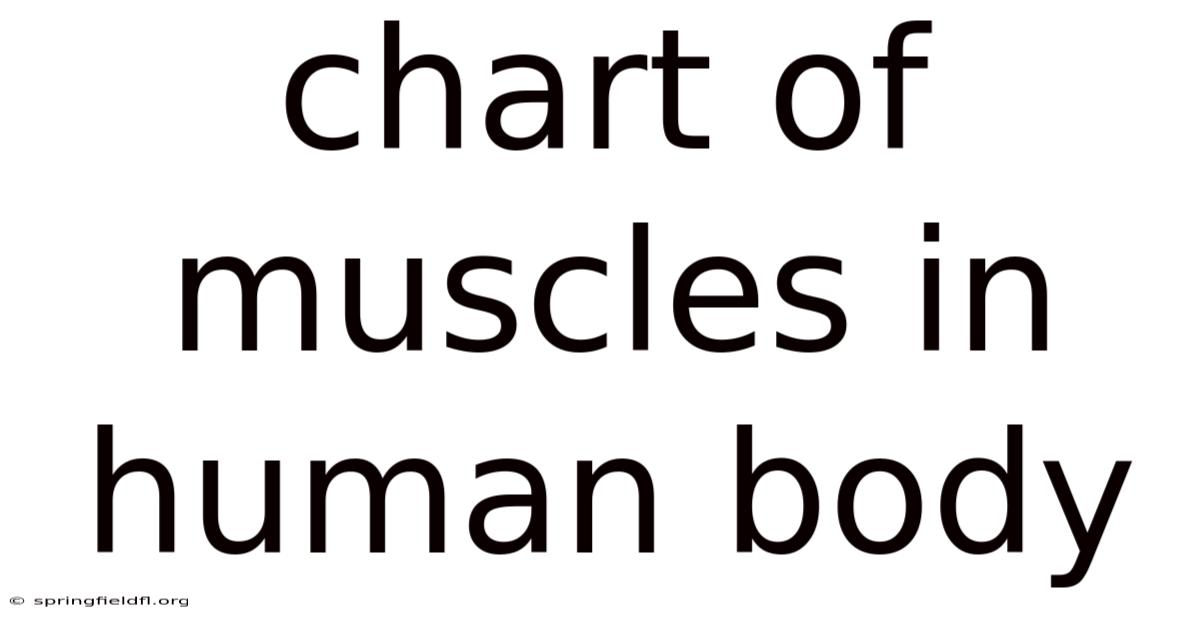 Chart Of Muscles In Human Body