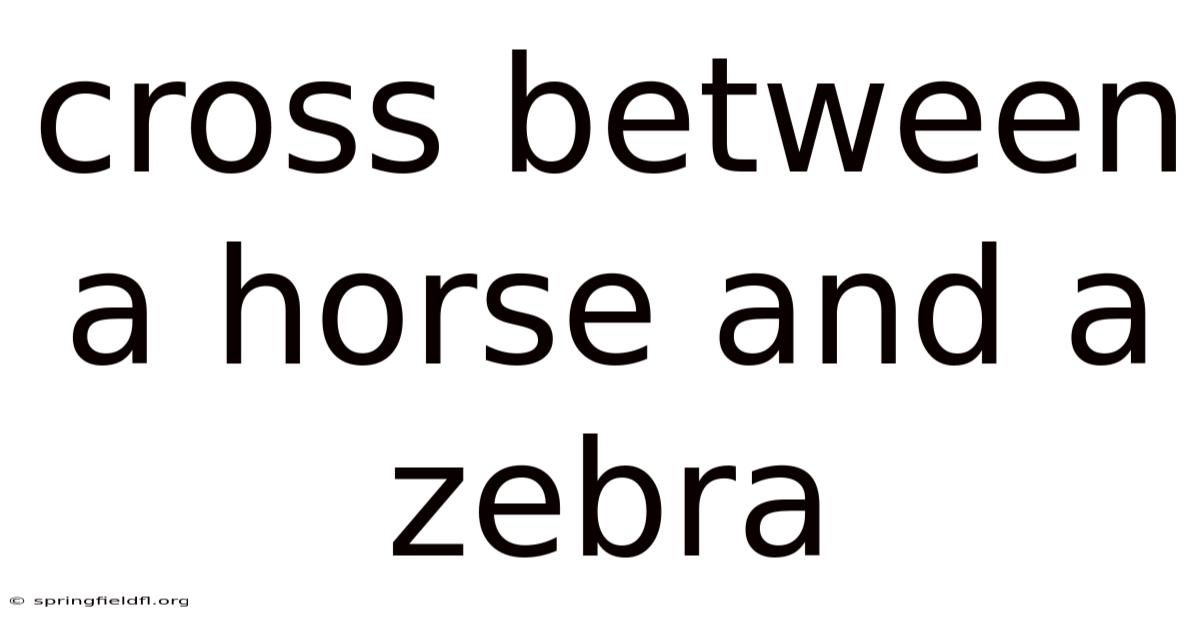 Cross Between A Horse And A Zebra