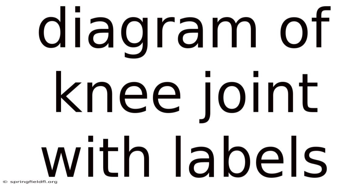 Diagram Of Knee Joint With Labels