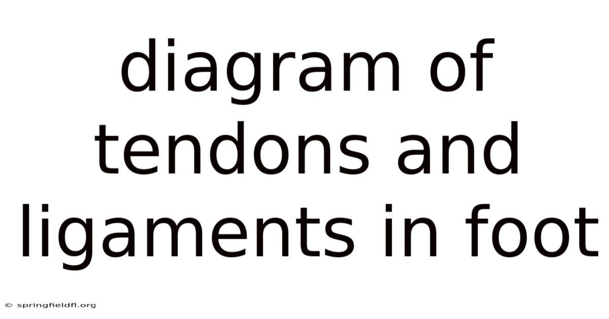 Diagram Of Tendons And Ligaments In Foot