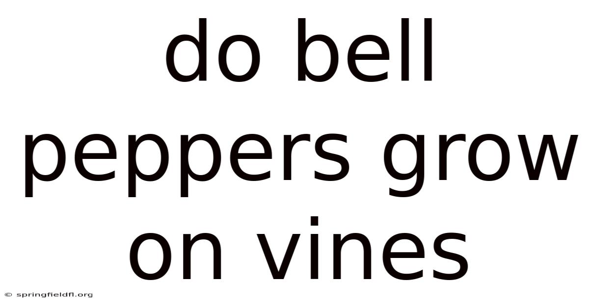 Do Bell Peppers Grow On Vines