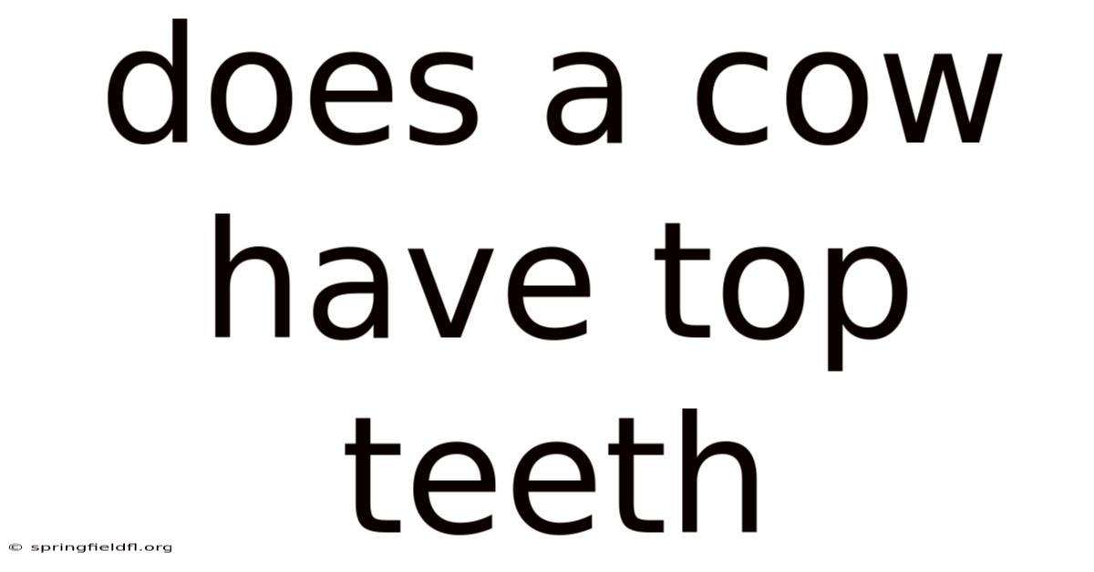 Does A Cow Have Top Teeth