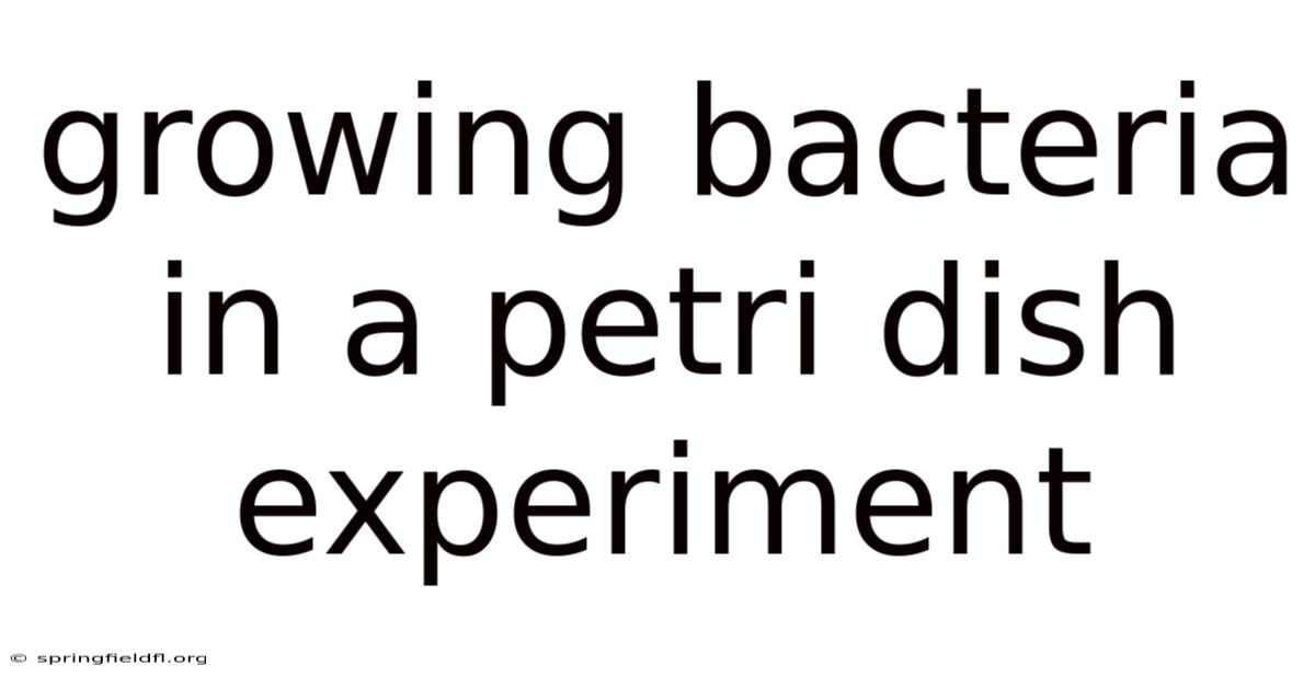 Growing Bacteria In A Petri Dish Experiment