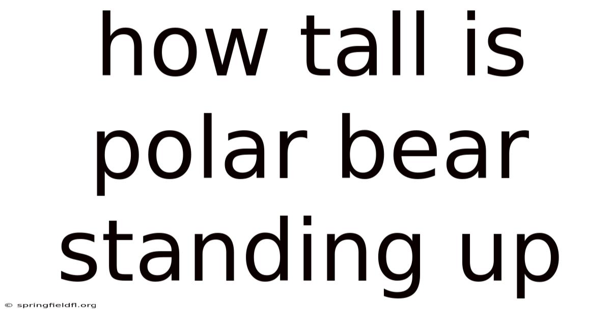 How Tall Is Polar Bear Standing Up