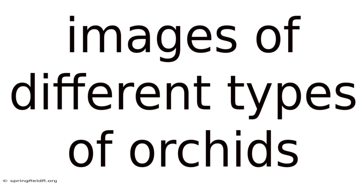 Images Of Different Types Of Orchids