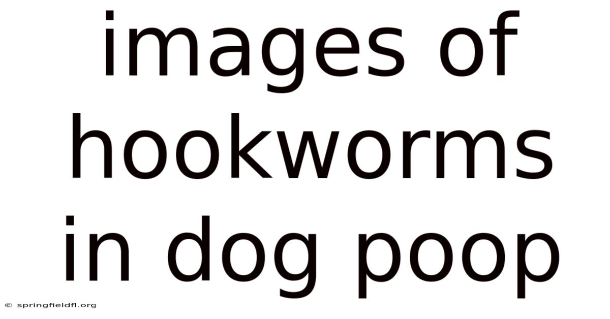 Images Of Hookworms In Dog Poop