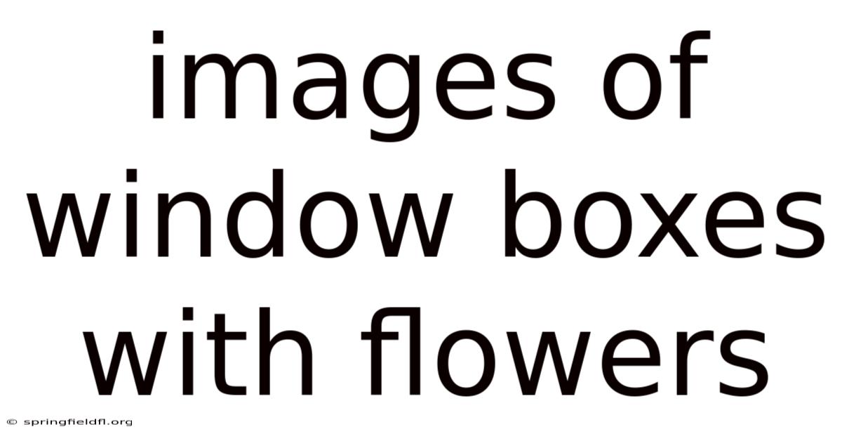 Images Of Window Boxes With Flowers