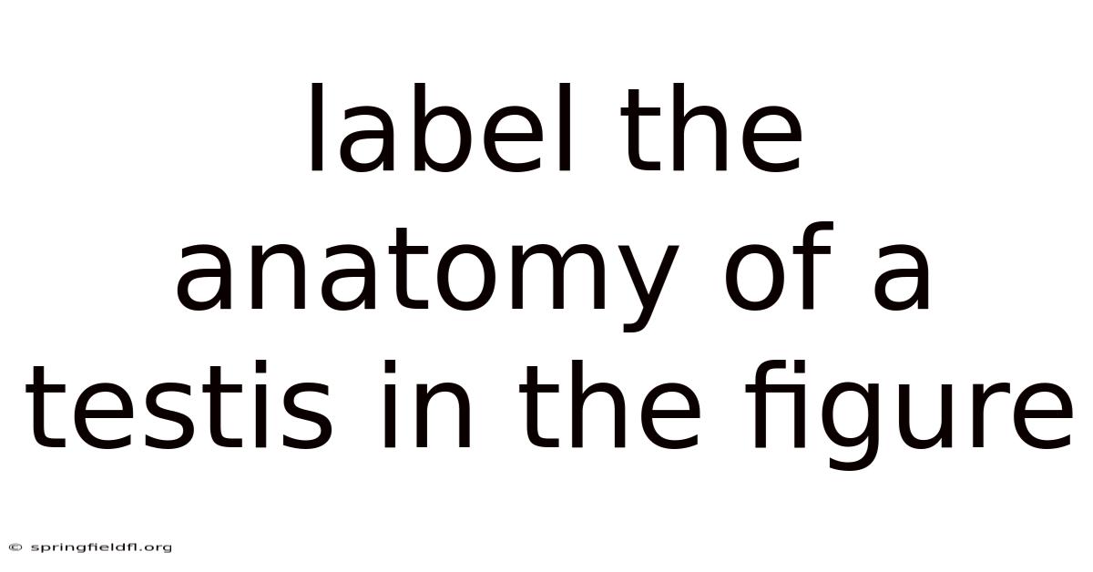 Label The Anatomy Of A Testis In The Figure