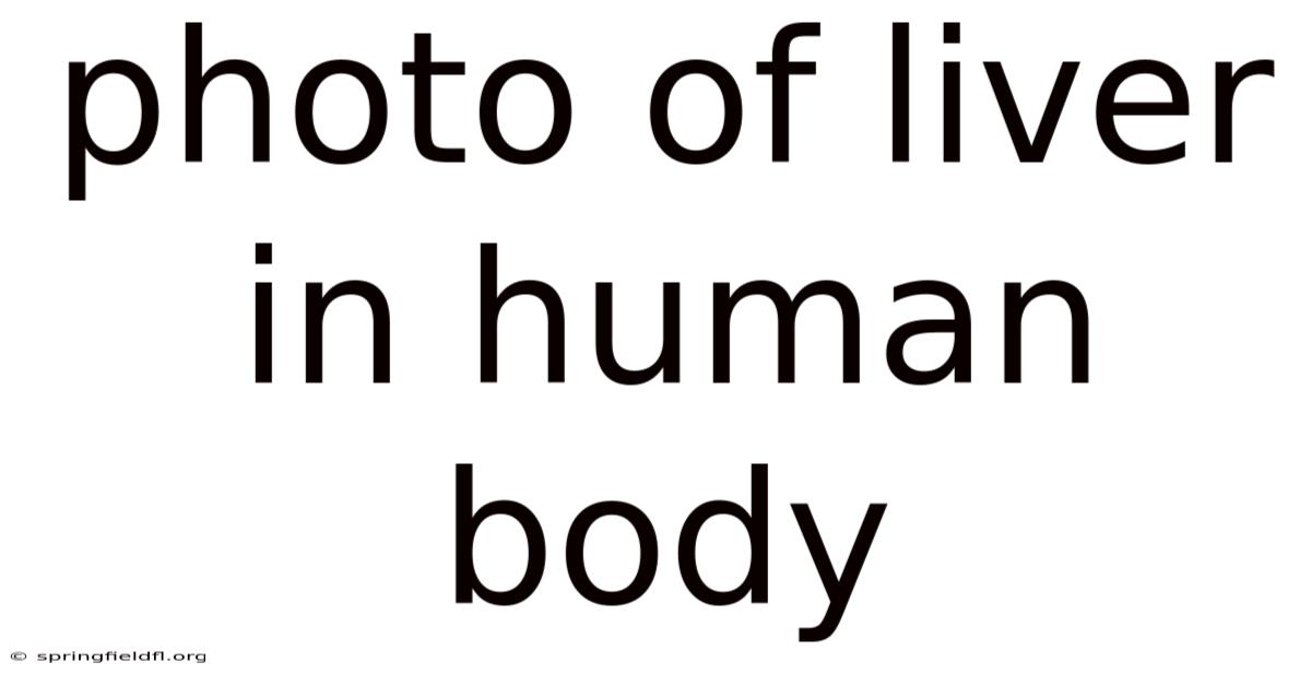 Photo Of Liver In Human Body
