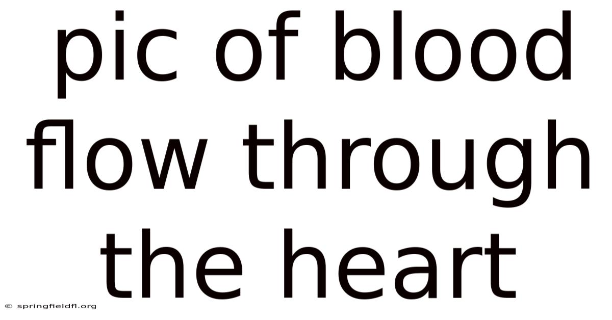Pic Of Blood Flow Through The Heart