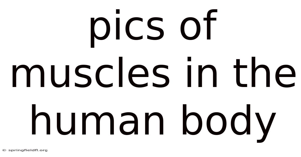 Pics Of Muscles In The Human Body