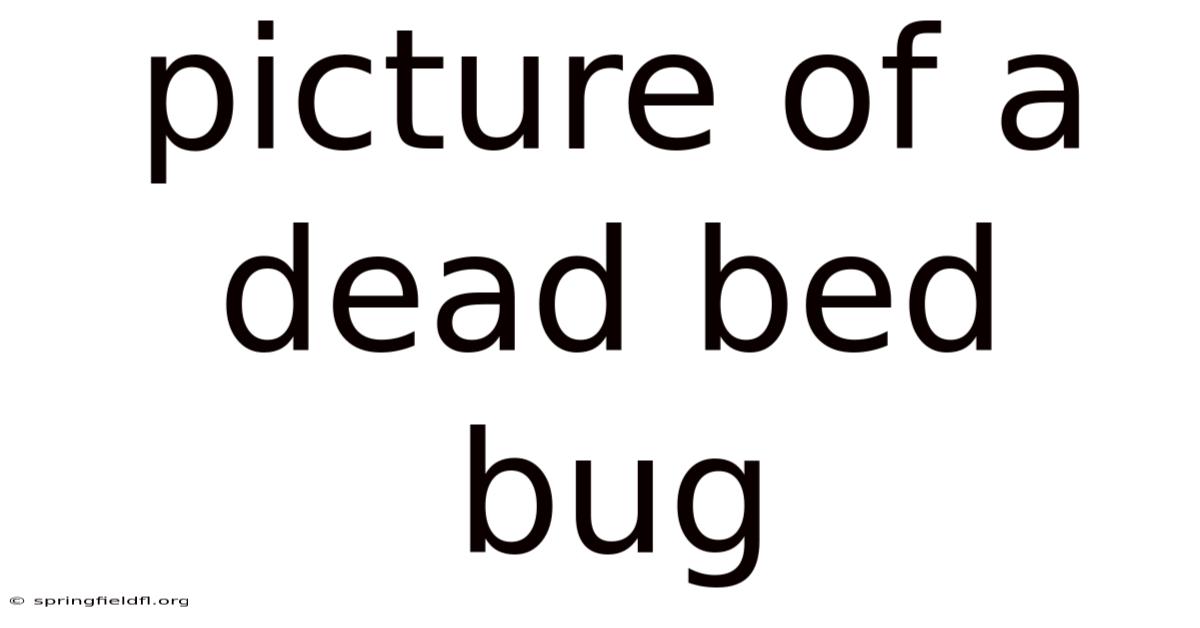 Picture Of A Dead Bed Bug