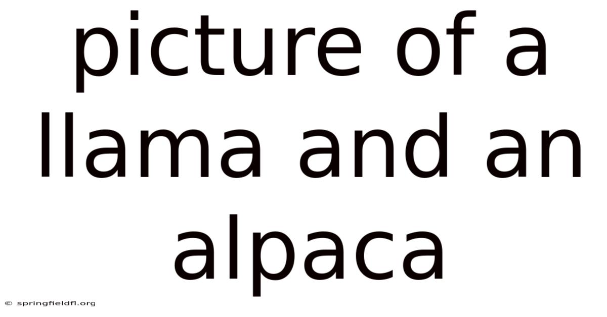 Picture Of A Llama And An Alpaca