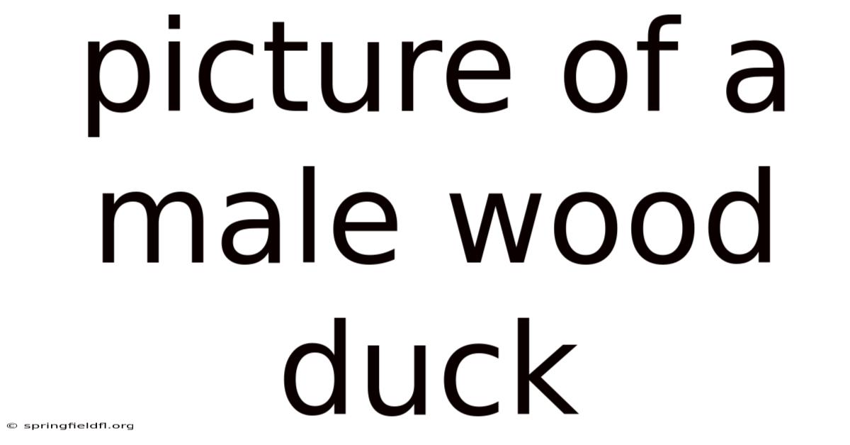 Picture Of A Male Wood Duck