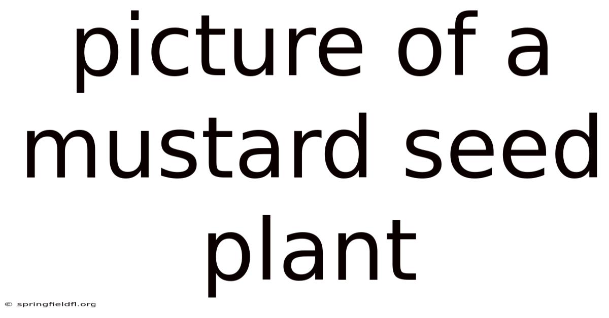 Picture Of A Mustard Seed Plant