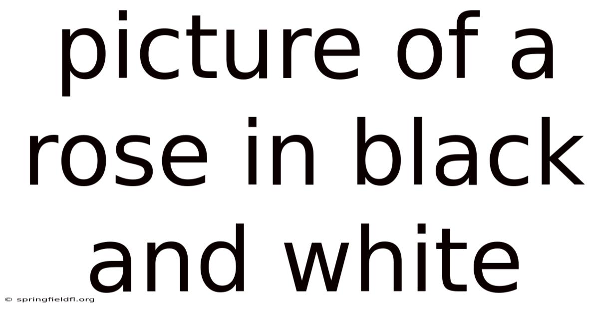 Picture Of A Rose In Black And White