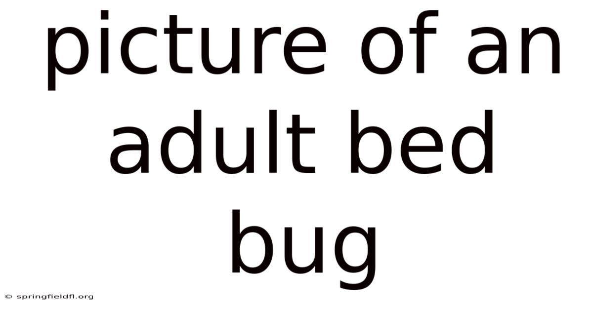 Picture Of An Adult Bed Bug