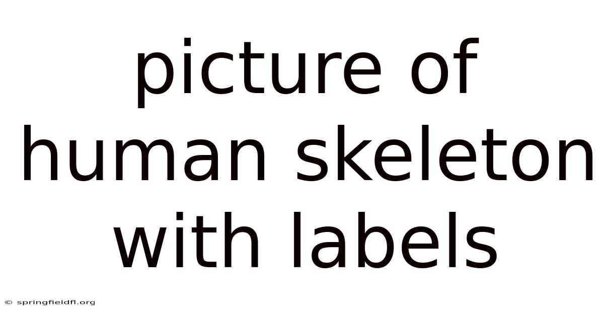 Picture Of Human Skeleton With Labels