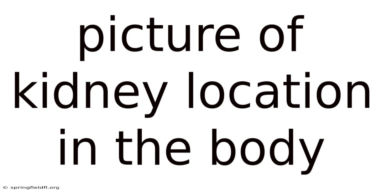 Picture Of Kidney Location In The Body