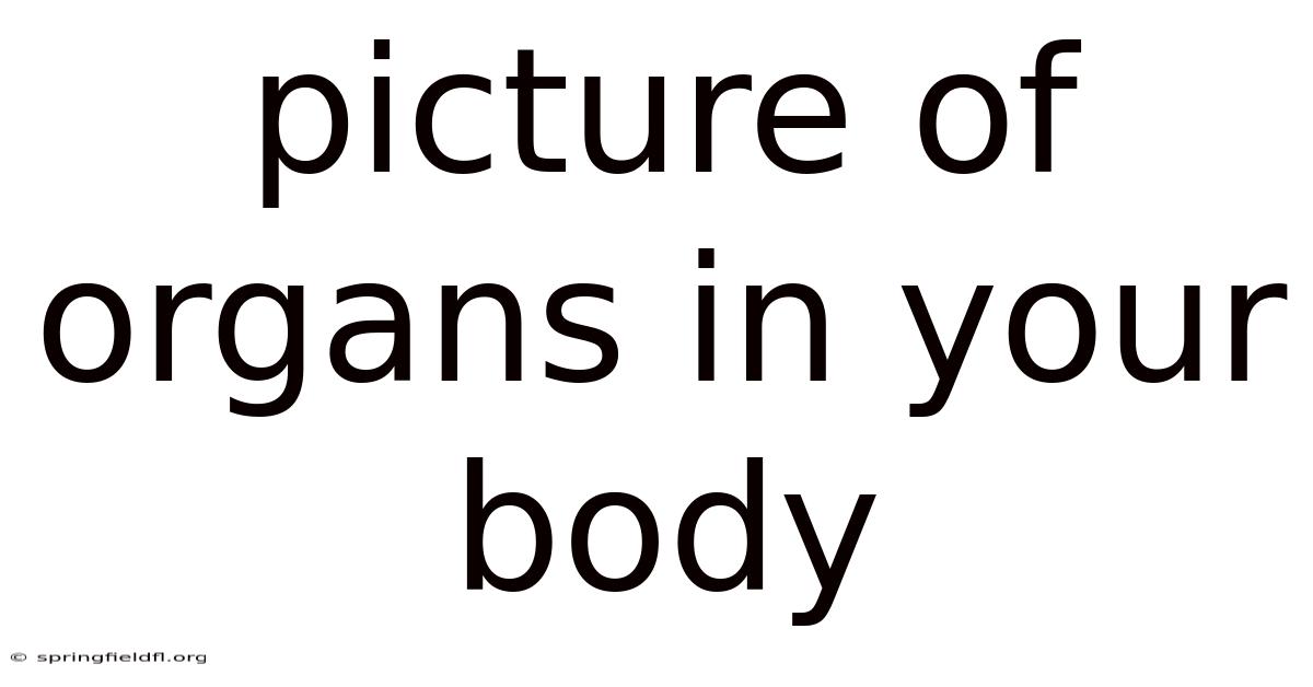 Picture Of Organs In Your Body