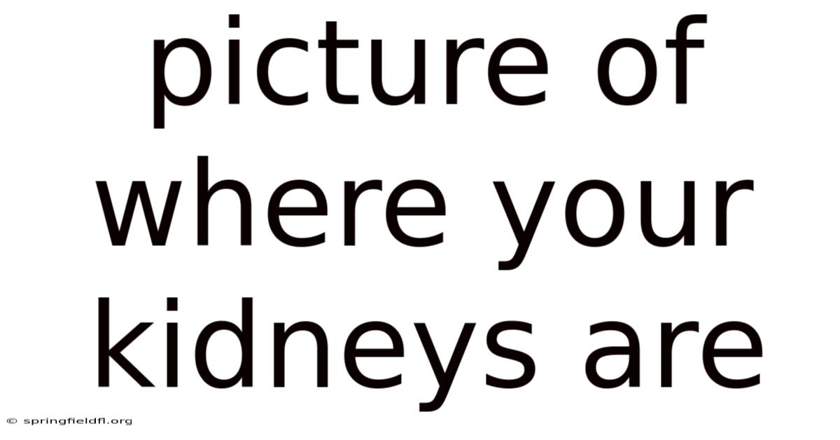Picture Of Where Your Kidneys Are