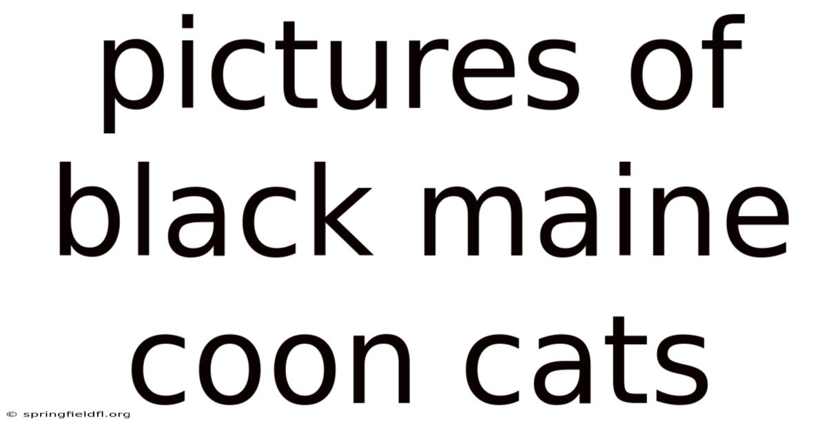 Pictures Of Black Maine Coon Cats