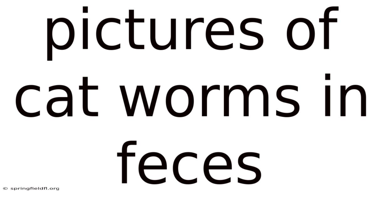 Pictures Of Cat Worms In Feces
