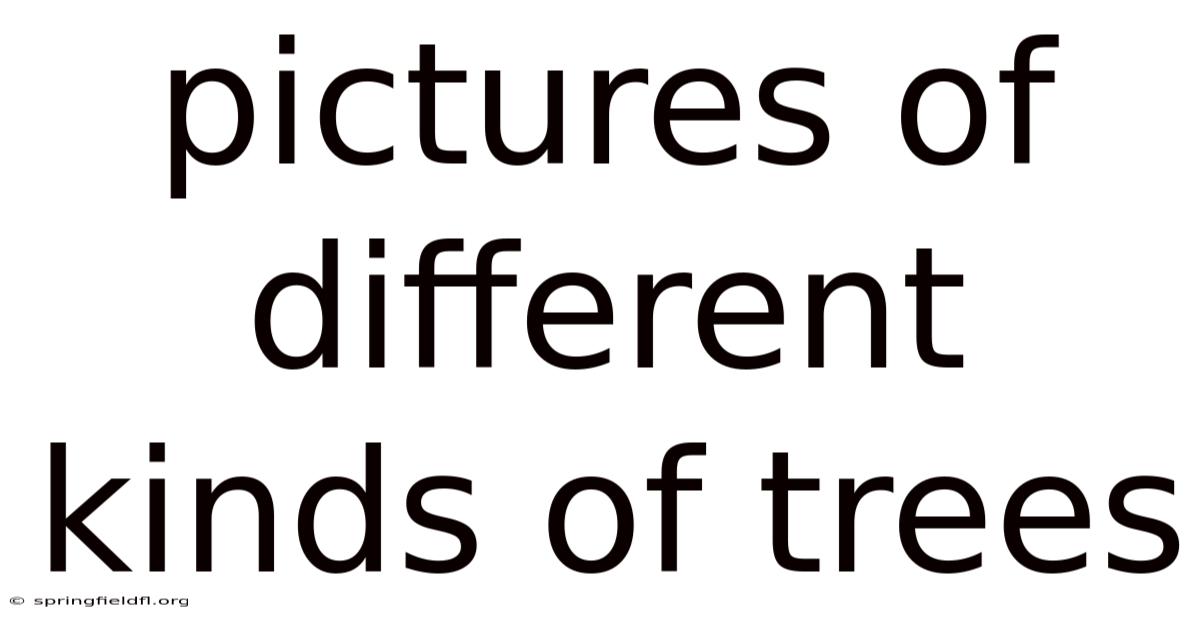 Pictures Of Different Kinds Of Trees
