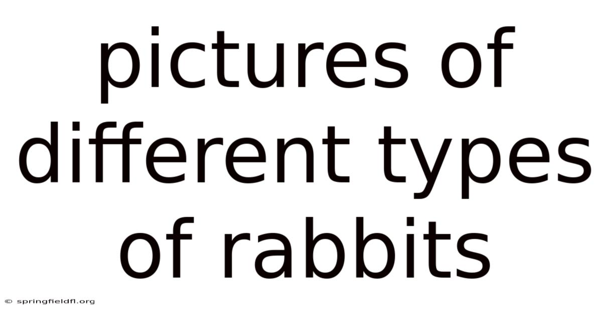 Pictures Of Different Types Of Rabbits
