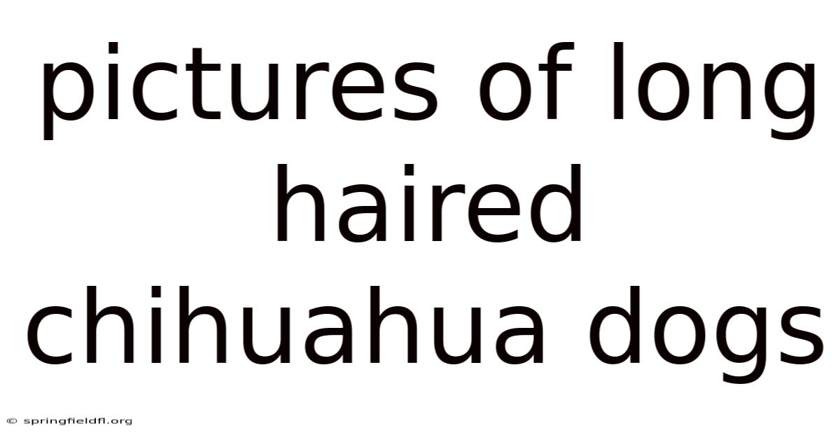 Pictures Of Long Haired Chihuahua Dogs