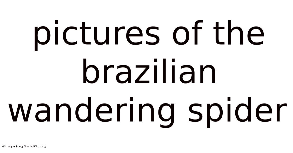 Pictures Of The Brazilian Wandering Spider