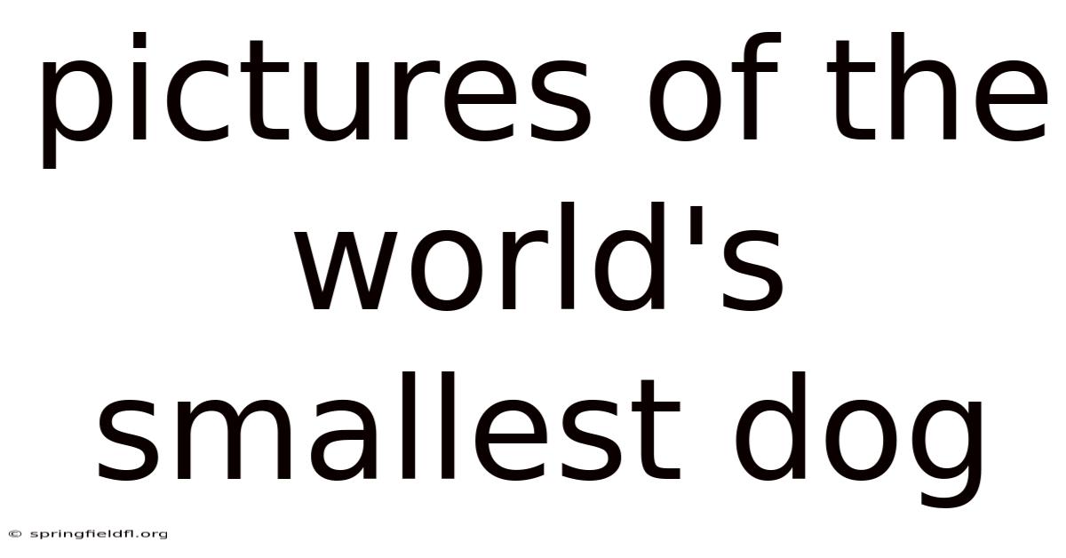 Pictures Of The World's Smallest Dog