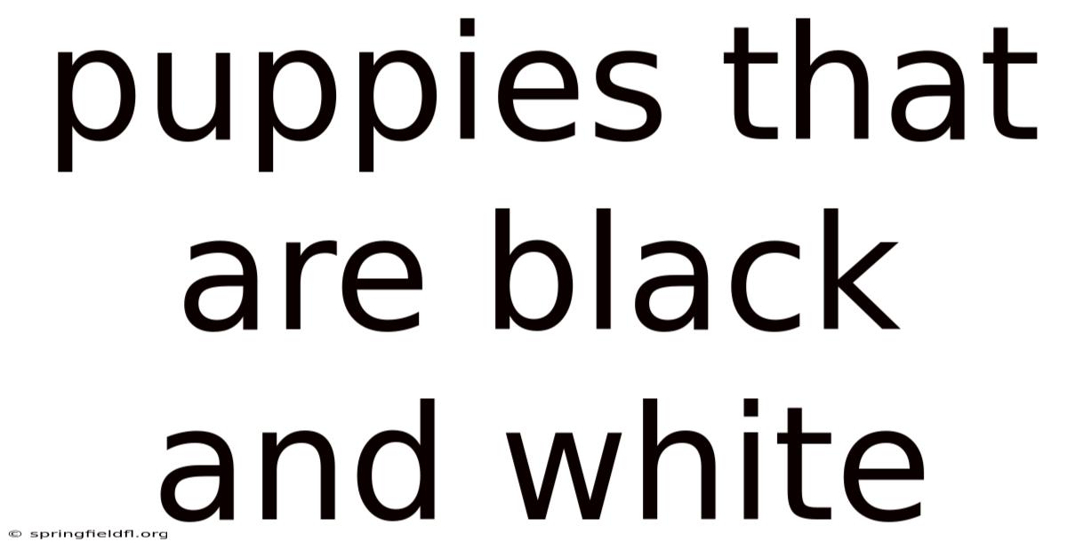 Puppies That Are Black And White