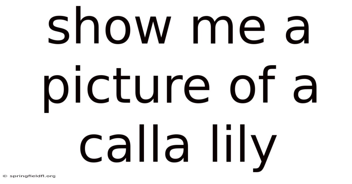 Show Me A Picture Of A Calla Lily